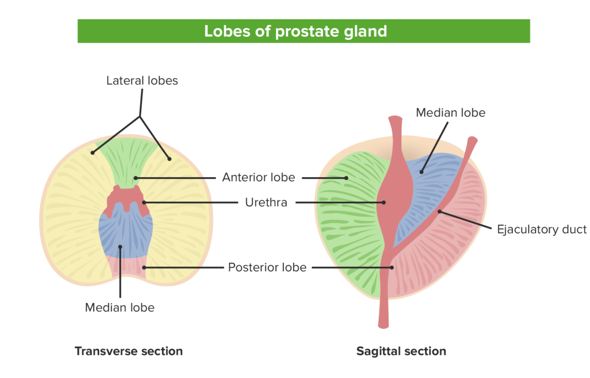 Próstata e Outras Glândulas Reprodutivas Masculinas | Concise Medical  Knowledge
